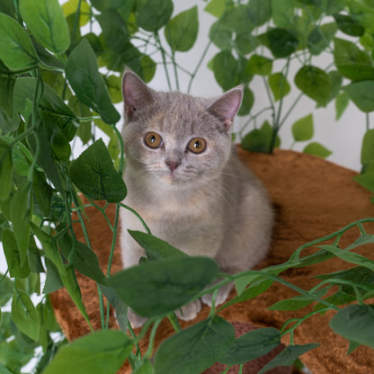 Design Cat Tree Natural Leaves (Brown)